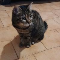 Gatta femmina abituata in casa