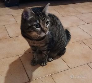 Gatta femmina abituata in casa