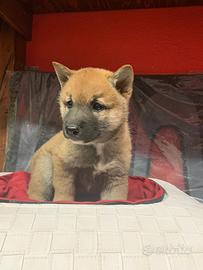Shiba inu ( cuccioli di shiba )