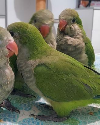 Parrocchetto Monaco allevato a mano