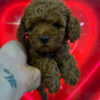 Barboncino redbrown toy e mini toy