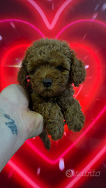 Barboncino redbrown toy e mini toy