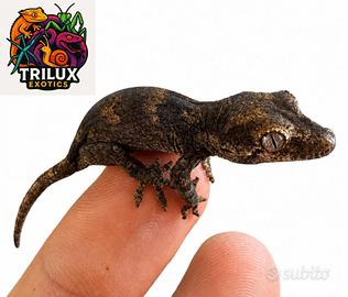 Rachodactylus auriculatus