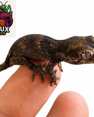 Rachodactylus auriculatus