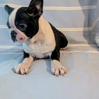 Splendido cucciolo boston terrier,allevamento enci