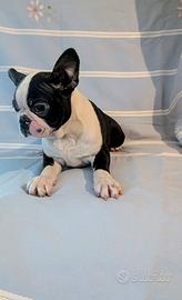Splendido cucciolo boston terrier,allevamento enci