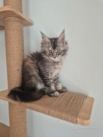 Maine coon cucciola
