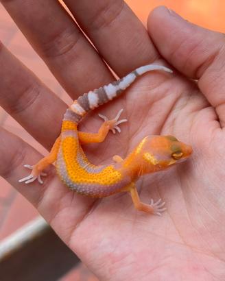Geco leopardino Red Diamond