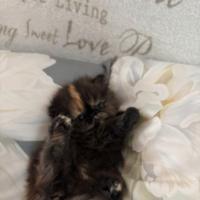 Cucciola gatto persiano