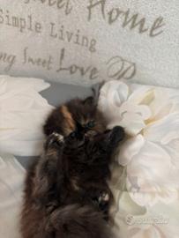 Cucciola gatto persiano