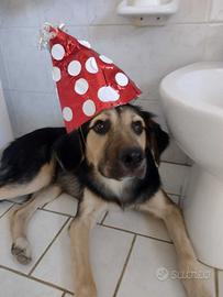 Splendido Simil Pastore di 7 mesi (Catania)