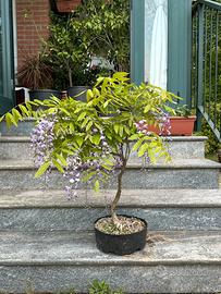 Bonsai