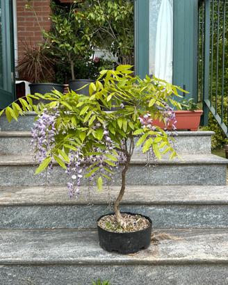 Bonsai