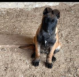 Pastore malinois