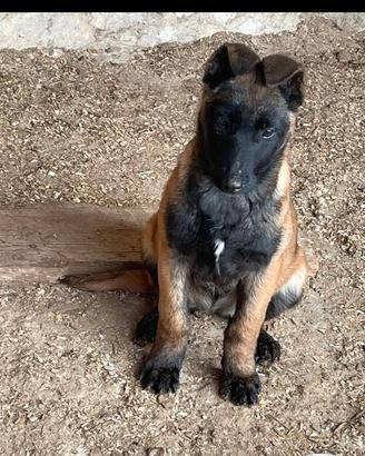 Pastore malinois