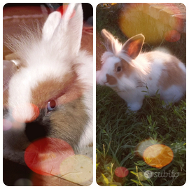 Super coniglietti testa di leone