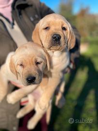 Labrador miele con pedigree