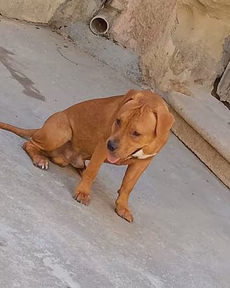 Pitbull 