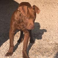 Pitbull