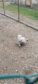 Galline Moroseta