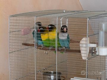 Animali