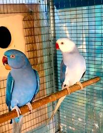 Parrocchetto dal collare cleartail