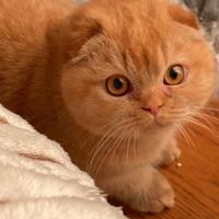 Scottish fold