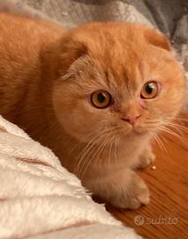 Scottish fold