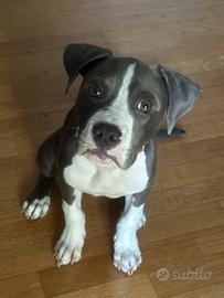 Cuccioli pitbull