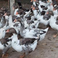 Oche pezzate venete e incroci Tolosa romagnole