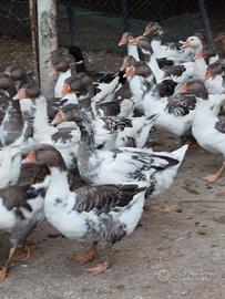 Oche pezzate venete e incroci Tolosa romagnole