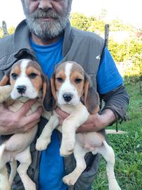 Cuccioli beagle