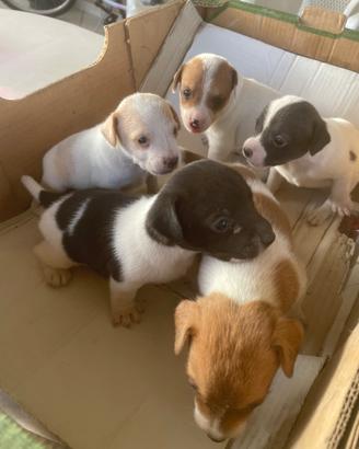Cuccioli di jack Russell,
