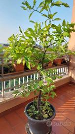 Pianta di limone