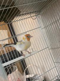 Coppia Cardellini Major white-cup