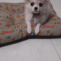 Volpino spitz nano 4 mesi