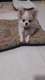 Volpino spitz nano 4 mesi