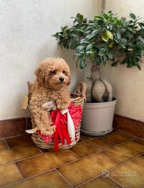 Barboncina Toy Pedigre Enci