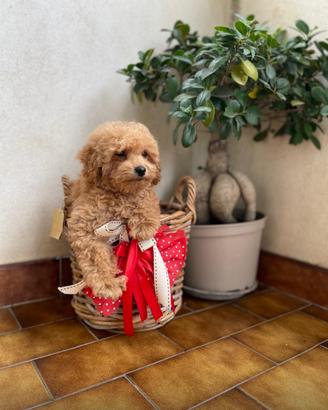 Barboncina Toy Pedigre Enci