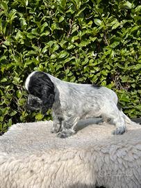 Cocker spaniel inglese con pedigree