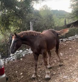 Puledro Tpr