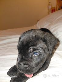 Cane corso