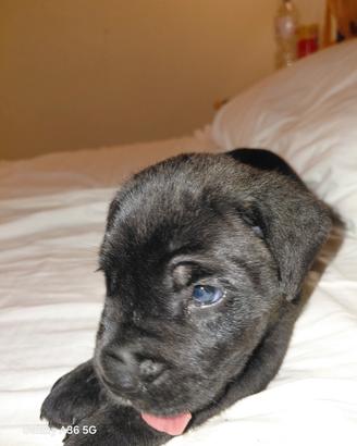 Cane corso