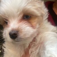 Biwer Yorkshire terrier golddust con pedigree