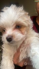 Biwer Yorkshire terrier golddust con pedigree
