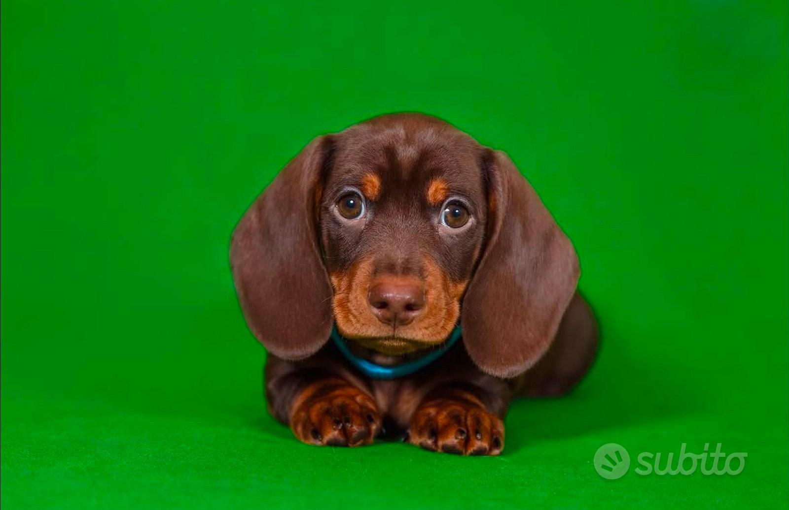 Bassotto STUPENDO cioccolato Pedigree KANINCHEN