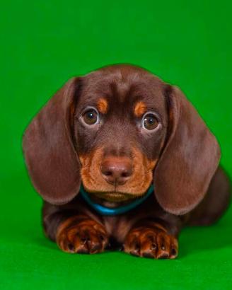 Bassotto STUPENDO cioccolato Pedigree KANINCHEN