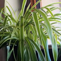 Clorofito (pianta ragno)