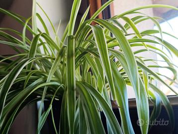 Clorofito (pianta ragno)