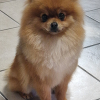 Spitz tedesco nano pomerania pedigree enci